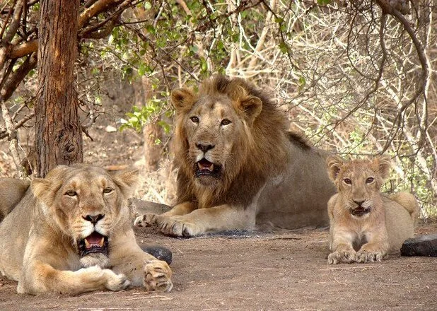 Gir National Park, Gujarat